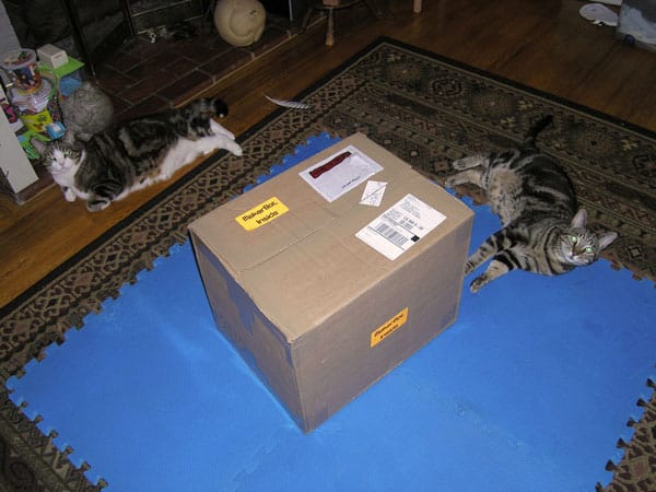 "Open the box already, human!"